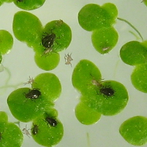 Aphids and Duckweed
